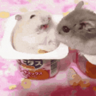 Two Hamsters Are Eating Out Of A Yogurt Container GIF