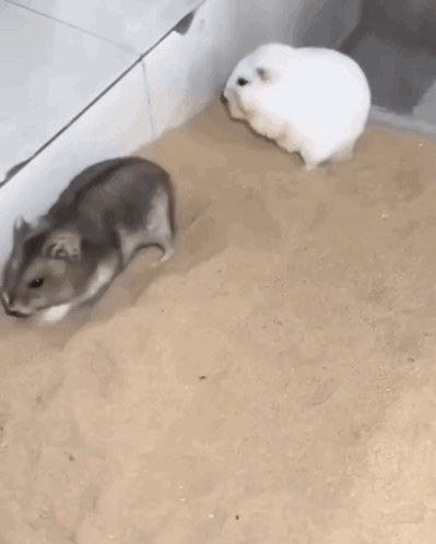 Two Hamsters Are Playing In The Sand And One Of Them Is White . GIF