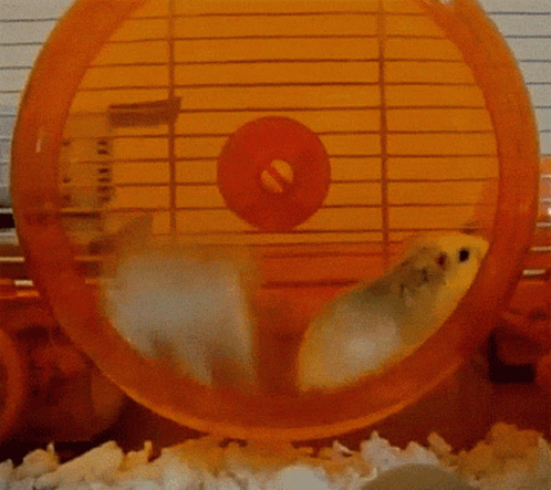 Two Hamsters Are Running In An Orange Wheel GIF