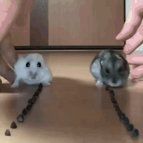 Two Hamsters Are Standing Next To Each Other On A Table With A Person Holding A String Between Them . GIF