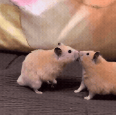 Two Hamsters Kissing GIF