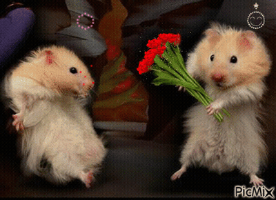 Two Hamsters One Holding Red Bouquet