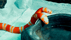 Two Headed Nelson's Milk Snake GIF