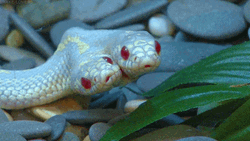 Two Headed Red Eye Albino Snake GIF