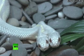 Two-Headed Snake On Rocks GIF