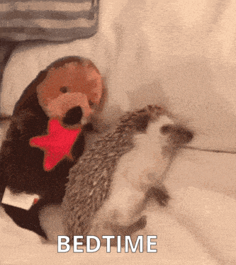 Two Hedgehogs Lying Next To Each Other Bedtime GIF