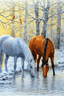 Two Horses Drinking Water In Snow GIF