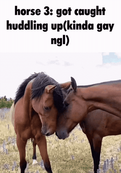 Two Horses Hugging In Field GIF