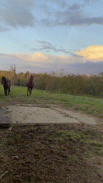 Two Horses Running In Field At Sunset GIF