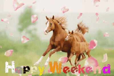 Two Horses Running In Field GIF