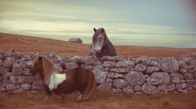Two Horses Standing Next To Stone Wall On Hillside GIF