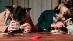 Two Human Dogs Eating Peanut Butter Sandwich GIF