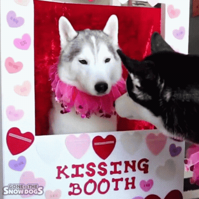 Two Huskies Kissing In A Kissing Booth With Hearts On It GIF