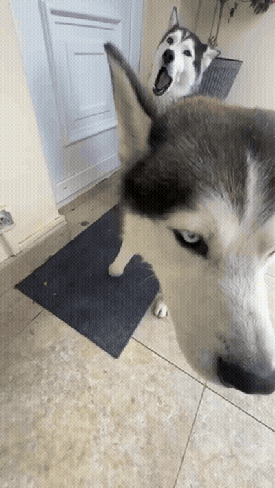 Two Huskies Standing On Mat GIF