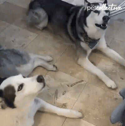 Two Husky Dogs Are Laying On A Tiled Floor And One Of Them Is Wearing A Bandana . GIF
