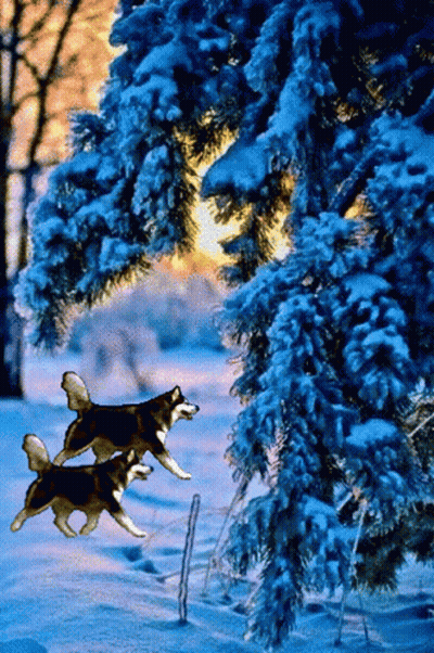 Two Husky Dogs Are Running Through A Snow Covered Forest GIF