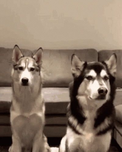 Two Husky Dogs Are Sitting Next To Each Other In Front Of A Couch In A Living Room . GIF