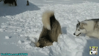 Two Husky Dogs Playing In The Snow With Youtube.com Gttsd Written On The Bottom GIF