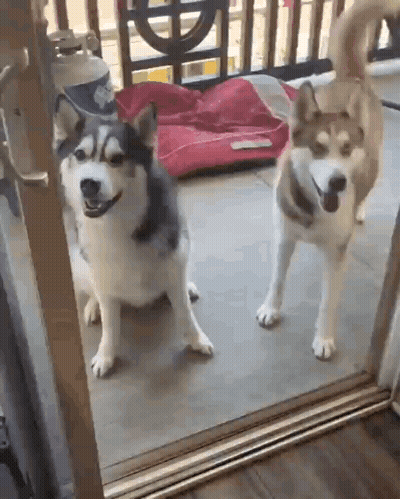 Two Husky Dogs Standing Together GIF