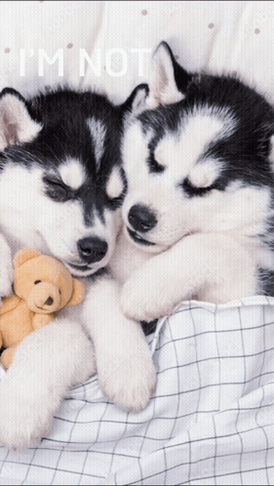 Two Husky Puppies Sleeping Next To A Teddy Bear With The Words " I 'M Not " Below Them GIF