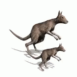 Two Kangaroo Jumping