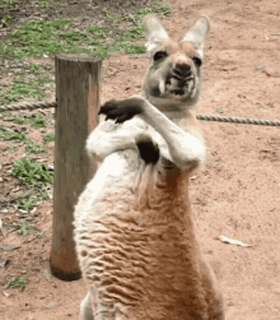 Two Kangaroos Are Standing Next To Each Other And One Has A Black Paw On The Other 'S Back GIF