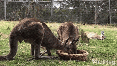 Two Kangaroos Eating From Basket GIF