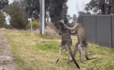 Two Kangaroos Fighting By Fence And Sign L GIF