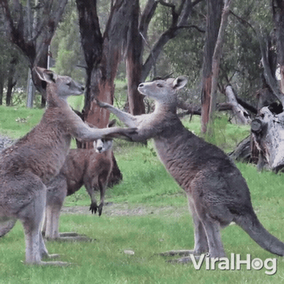 Two Kangaroos Standing In Grassy Field Viralhog GIF