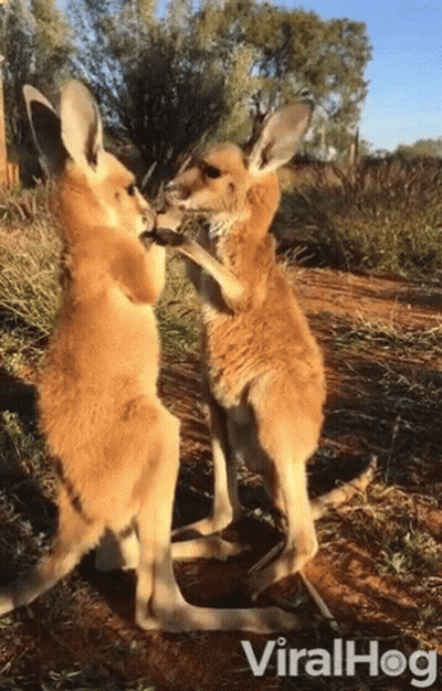 Two Kangaroos Standing Next To Each Other GIF