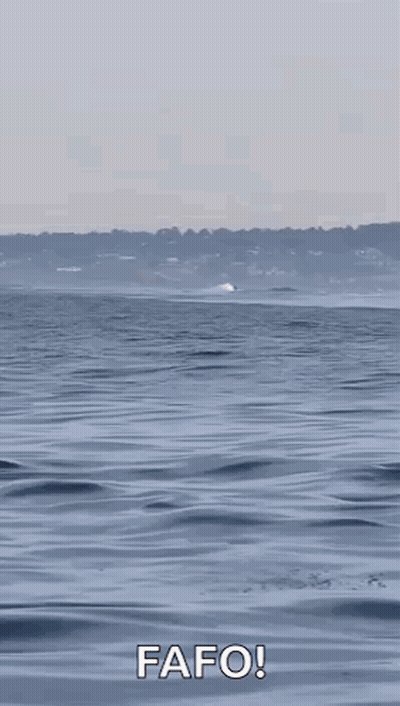 Two Killer Whales Are Jumping Out Of The Water To Eat A Dolphin . GIF