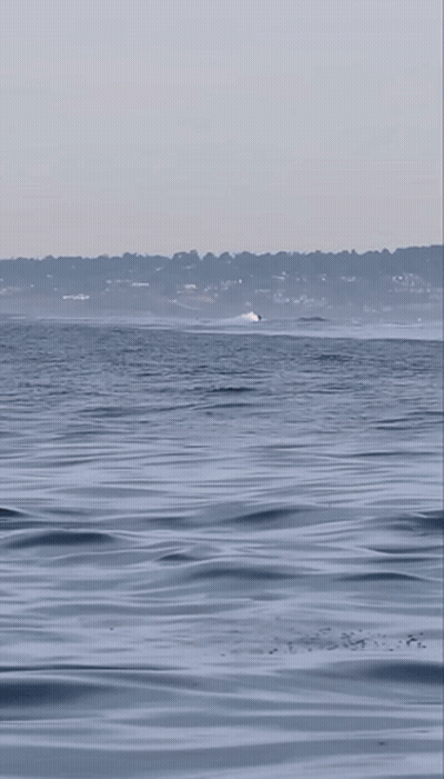Two Killer Whales Are Playing With A Dolphin In A Body Of Water GIF