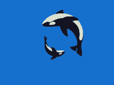 Two Killer Whales Swimming In A Circle GIF