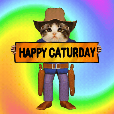 Two Kittens And Cat In Cup Happy Saturday GIF