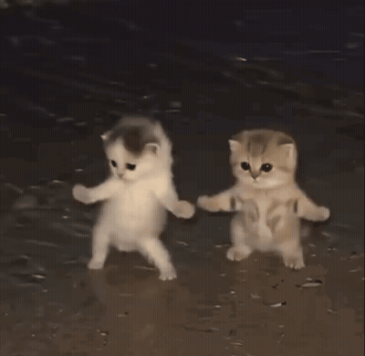 Two Kittens Are Holding Hands While Walking On The Beach GIF