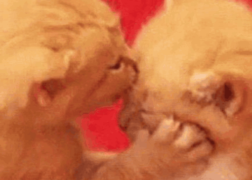 Two Kittens Are Kissing Each Other On The Cheek . GIF