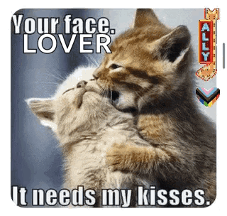Two Kittens Are Kissing Each Other With A Caption That Says `` Your Face Lover It Needs My Kisses '' GIF