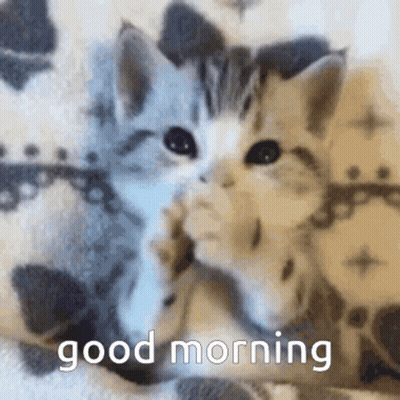 Two Kittens Are Laying On A Blanket And The Words Good Morning Are On The Bottom GIF