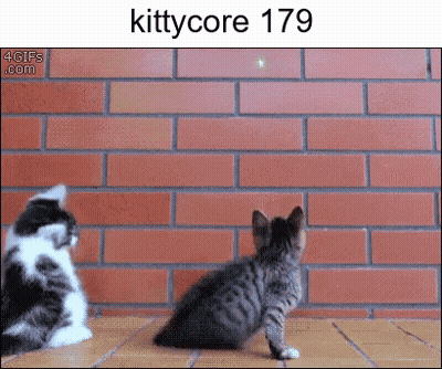 Two Kittens Are Looking At A Brick Wall And The Number 179 Is On The Bottom Right GIF