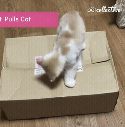 Two Kittens Are Playing In A Cardboard Box That Says Petcollective GIF