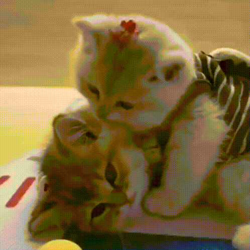 Two Kittens Are Playing With Each Other And One Of Them Has A Red Bow On Its Head . GIF