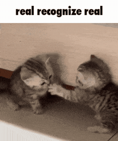 Two Kittens Are Playing With Each Other And The Words Real Recognize Real Are Above Them . GIF