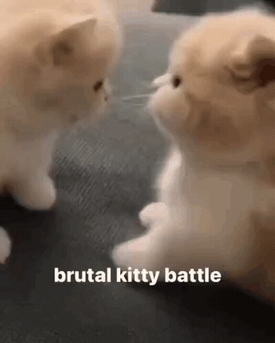 Two Kittens Are Playing With Each Other On A Couch And The Words `` Brutal Kitty Battle '' Are On The Bottom . GIF