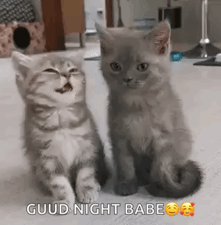 Two Kittens Are Sitting Next To Each Other On A Carpet And One Of Them Is Yawning . GIF