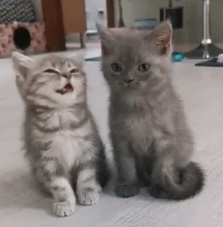 Two Kittens Are Sitting Next To Each Other On A Floor . GIF