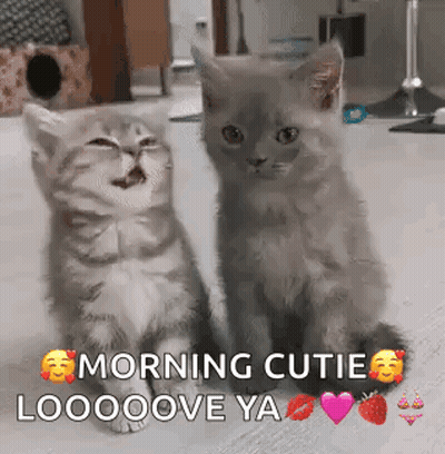 Two Kittens Are Sitting Next To Each Other With The Words Morning Cuties Looooove Ya On The Bottom . GIF