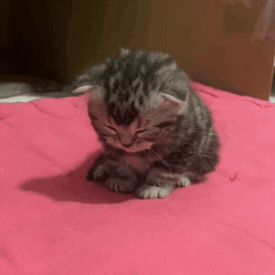 Two Kittens Are Sitting On A Pink Blanket And One Is Licking The Other 'S Nose . GIF