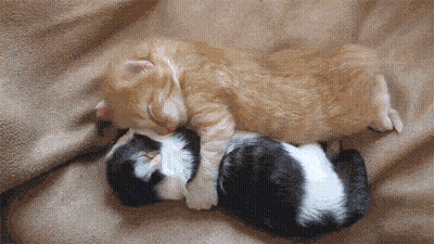 Two Kittens Are Sleeping On A Blanket Together GIF