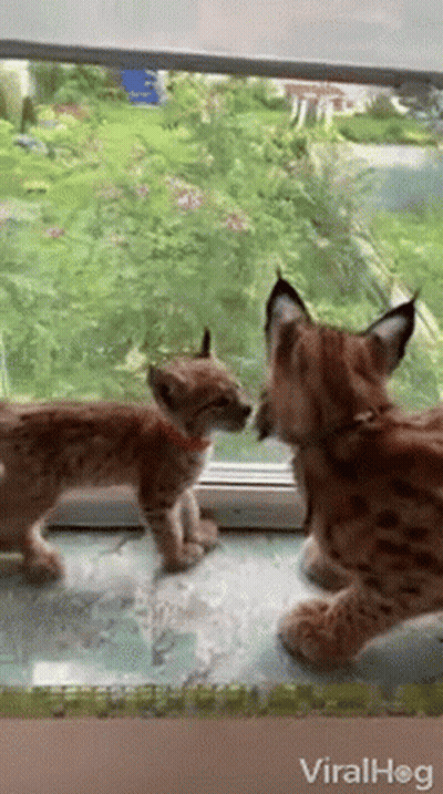 Two Kittens Are Standing Next To Each Other In Front Of A Window Looking Out . GIF