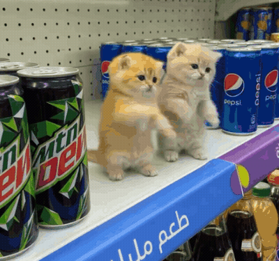 Two Kittens Are Standing On A Shelf Next To Cans Of Pepsi And Mountain Dew GIF